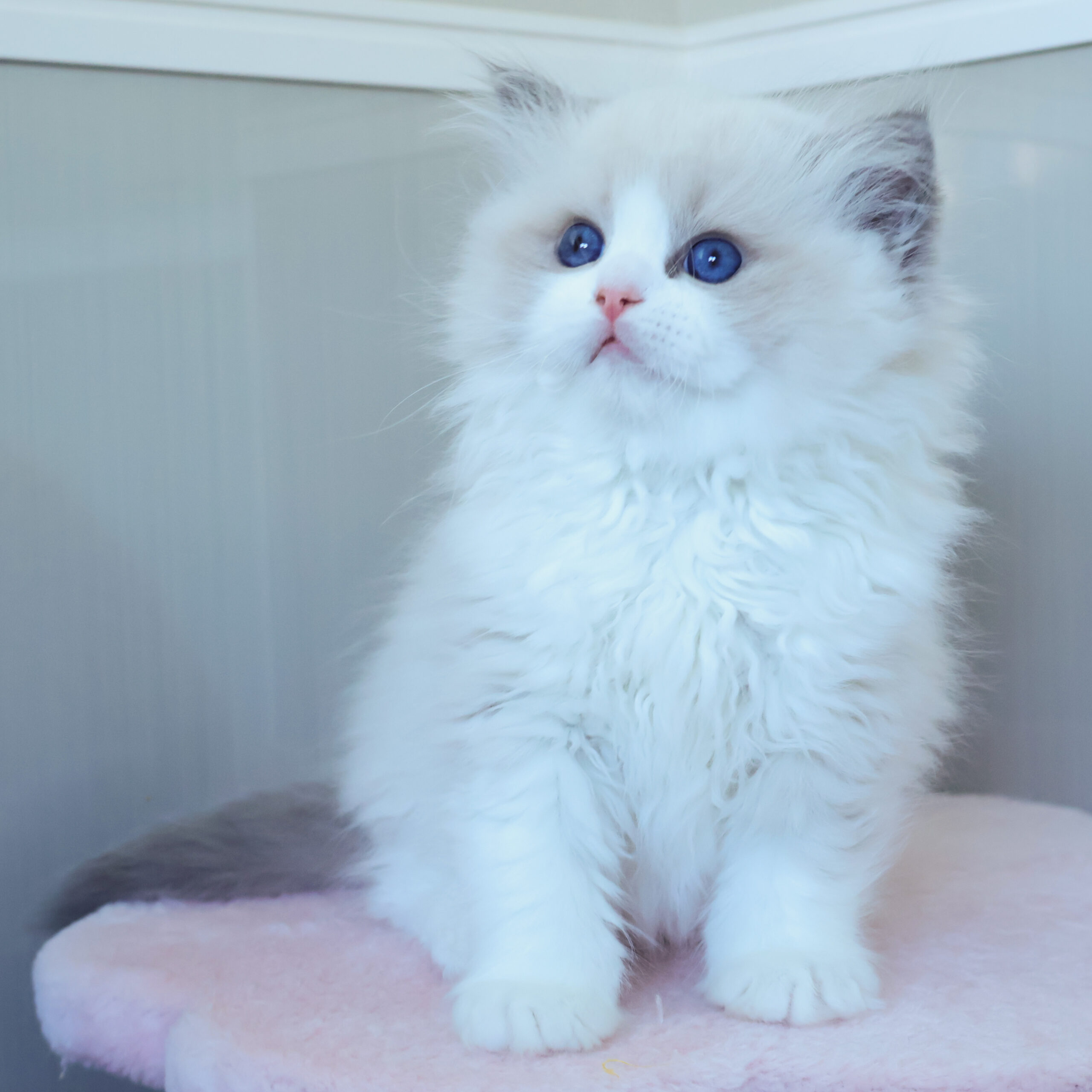 子猫画像