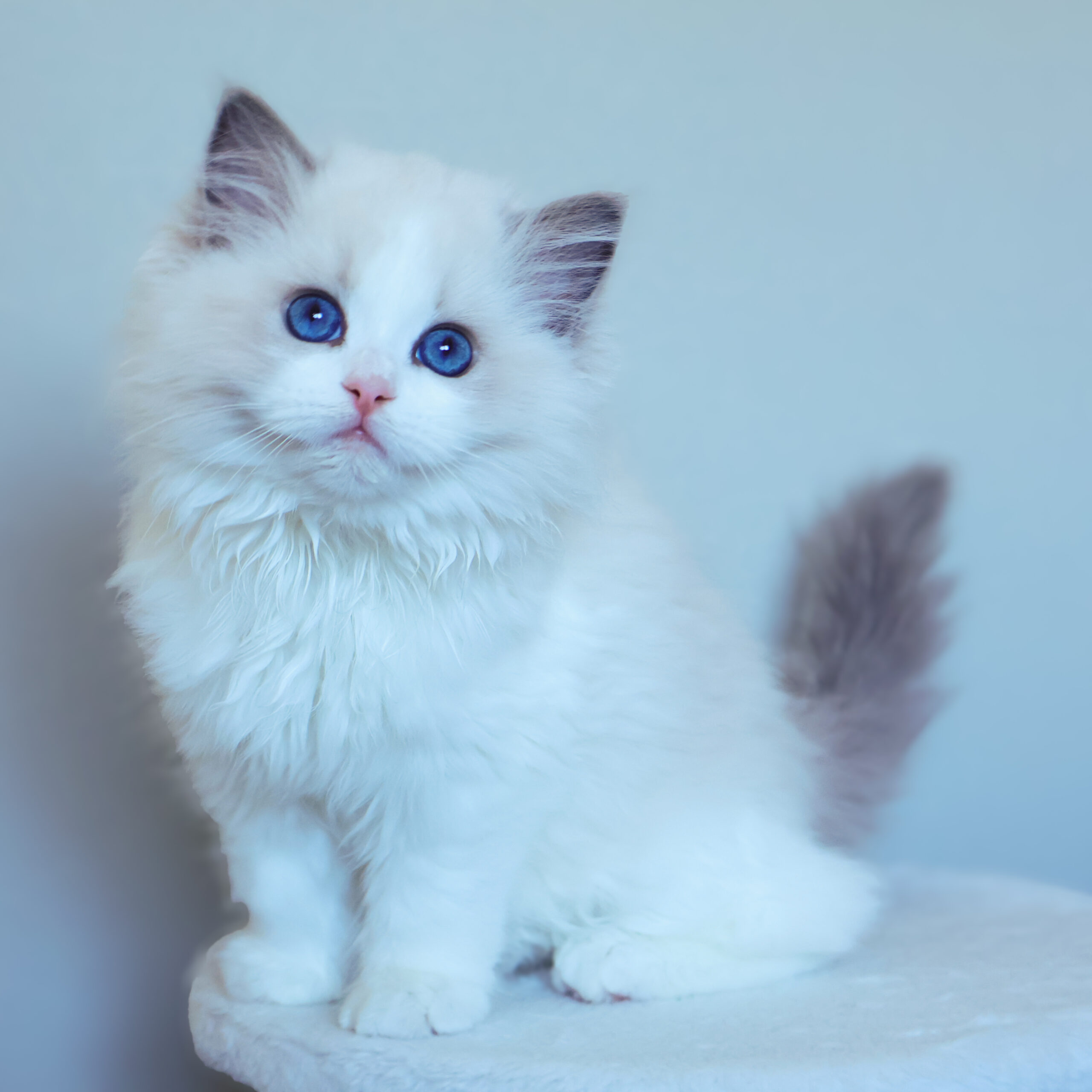 子猫画像