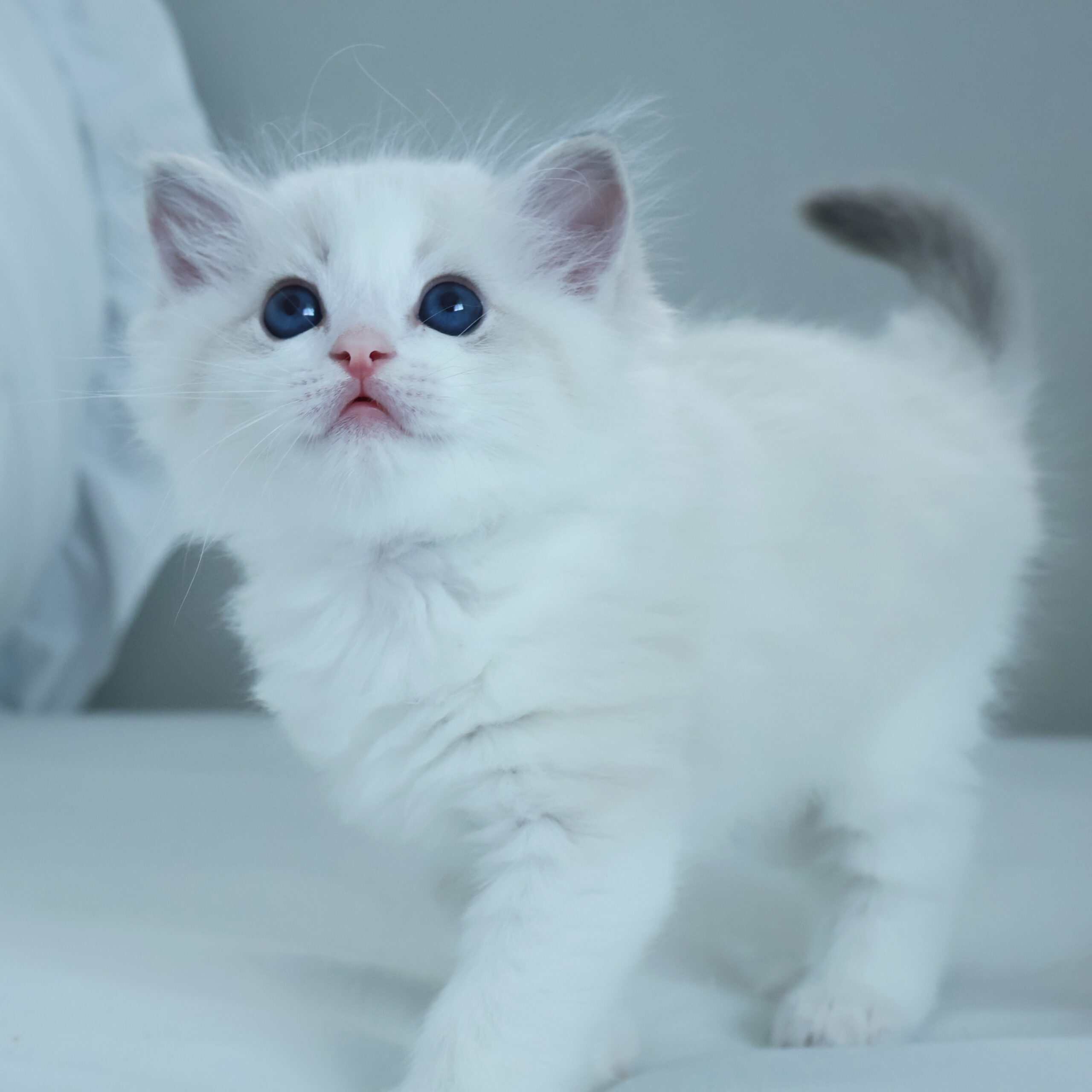 子猫画像