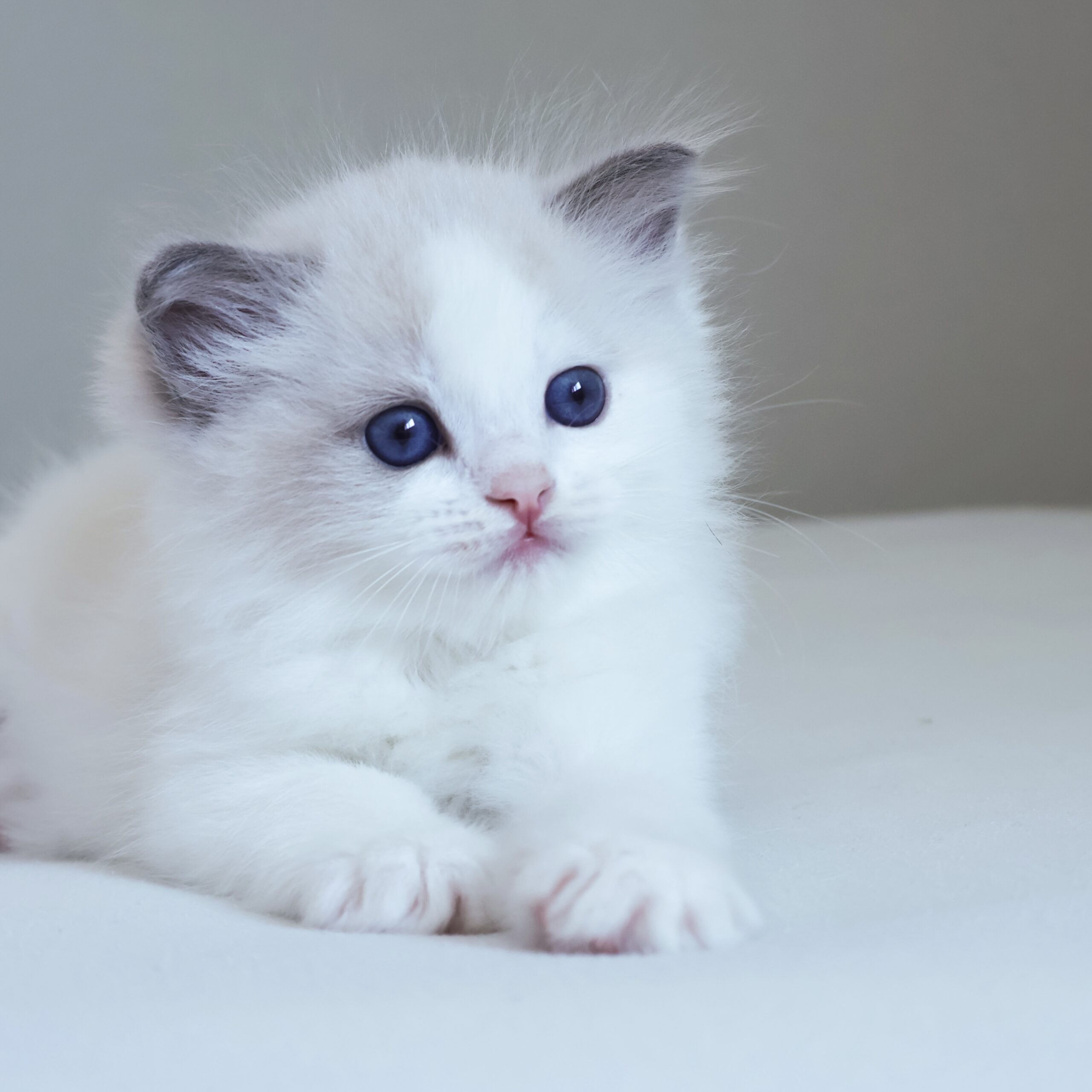 子猫画像