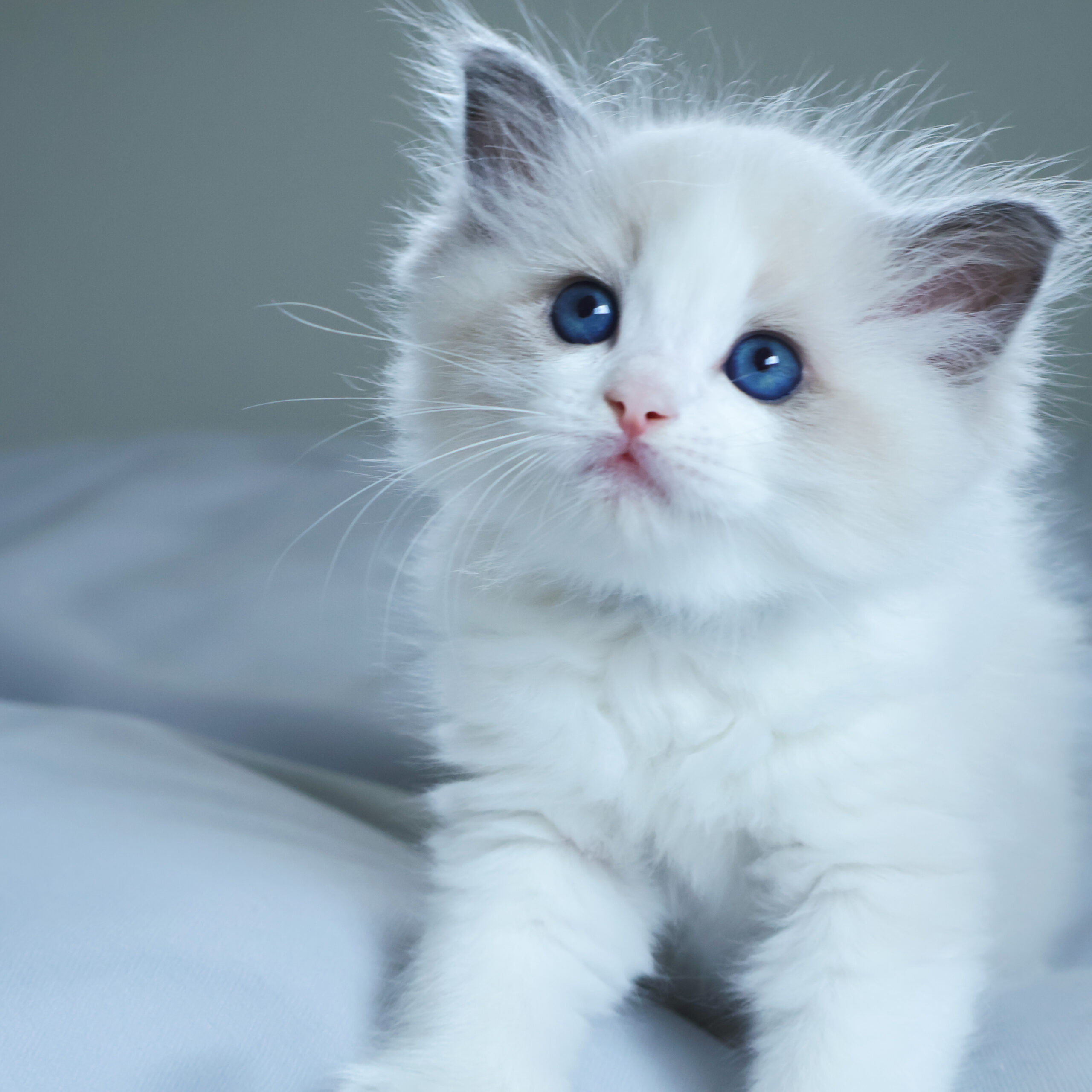 子猫画像