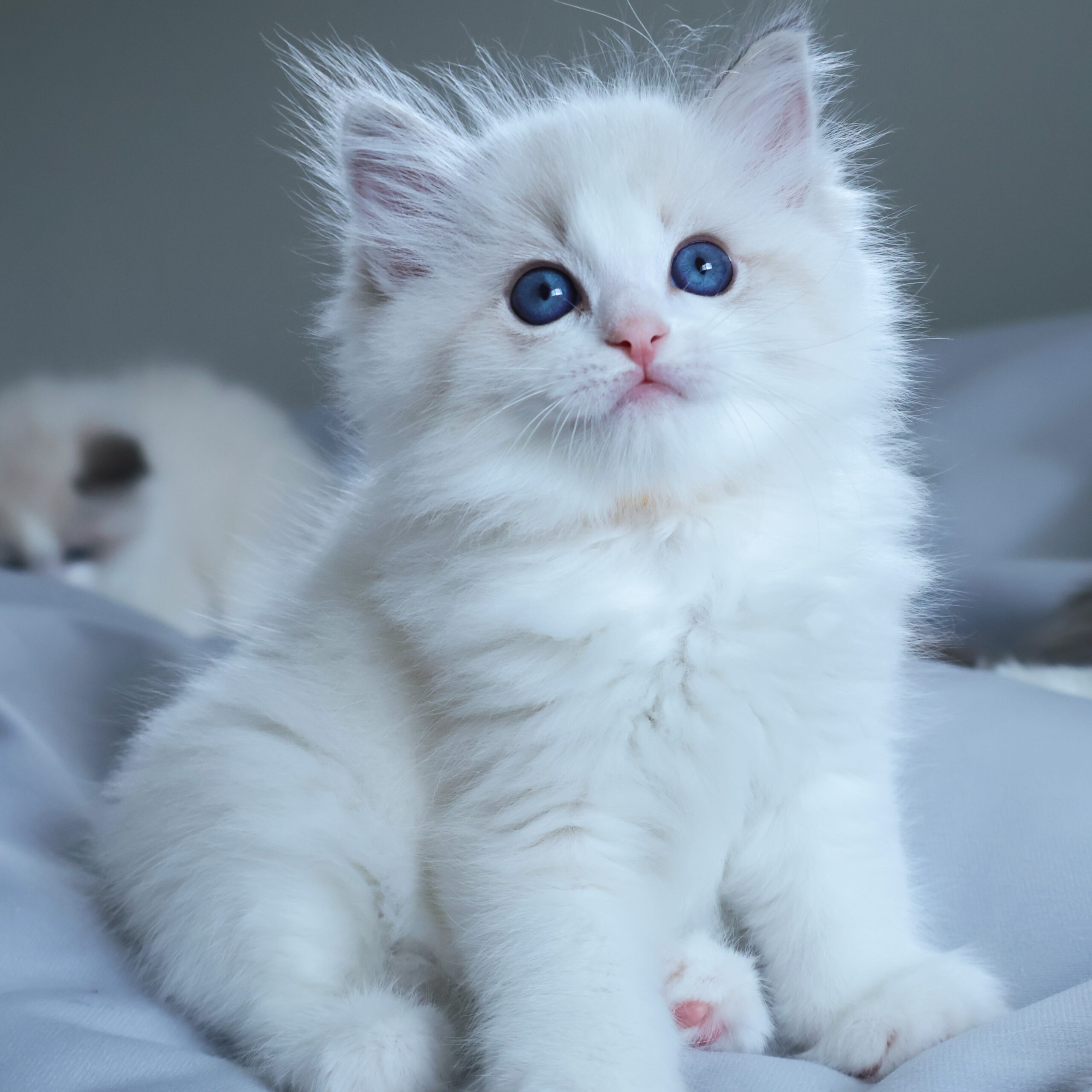 子猫画像