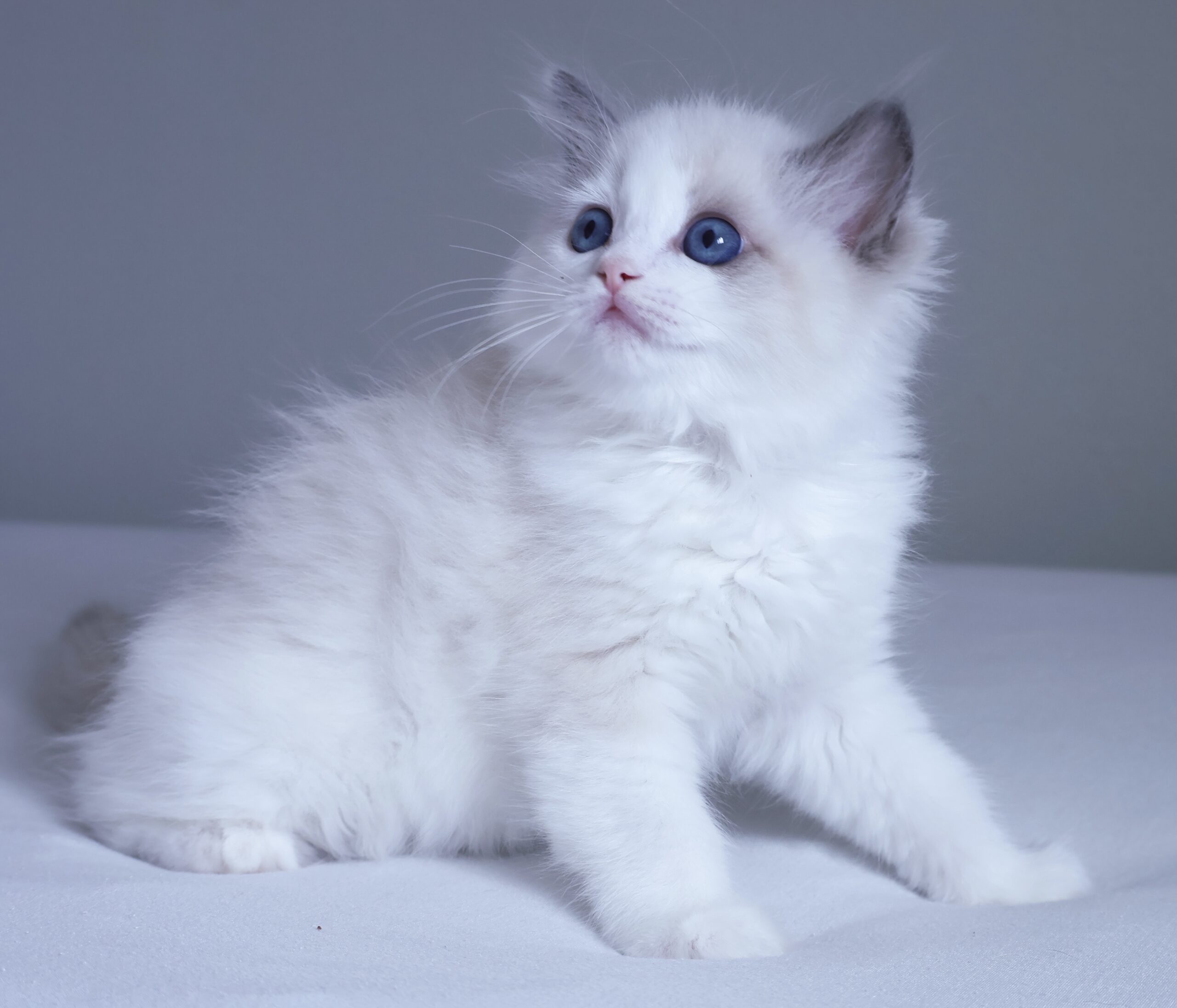 子猫画像