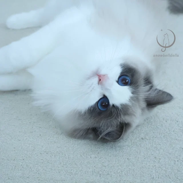 ラグドール専門の小さなキャッテリー ｜ Snowbelldolls
