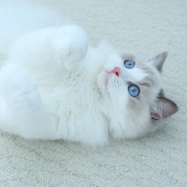 ラグドール専門の小さなキャッテリー ｜ Snowbelldolls