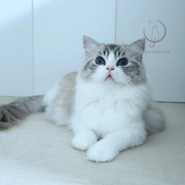 ラグドール専門の小さなキャッテリー ｜ Snowbelldolls