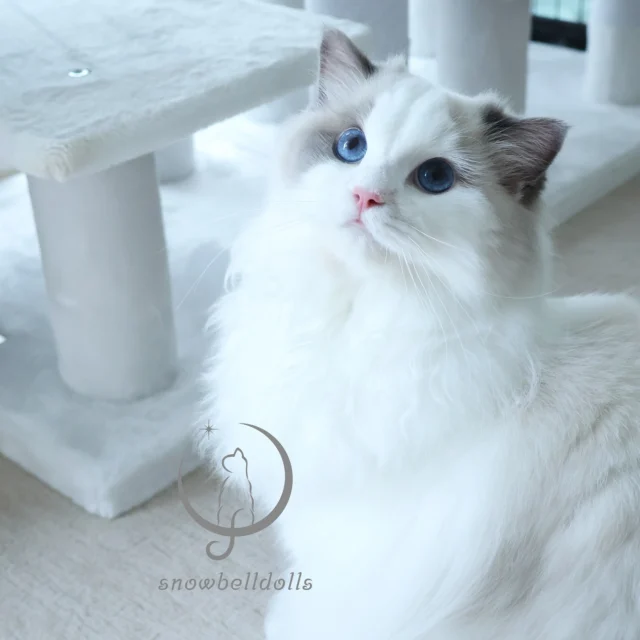 美品✨ ビンテージ チック ラグドール ニッカーボッカー ペア ✨極美品✨❤️ニッカーボッカー❤️舌ペロ ビンテージベア