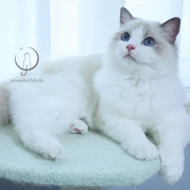 ラグドール専門の小さなキャッテリー ｜ Snowbelldolls