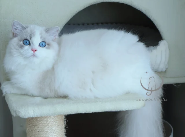 ラグドール専門の小さなキャッテリー ｜ Snowbelldolls