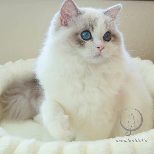 ラグドール専門の小さなキャッテリー ｜ Snowbelldolls